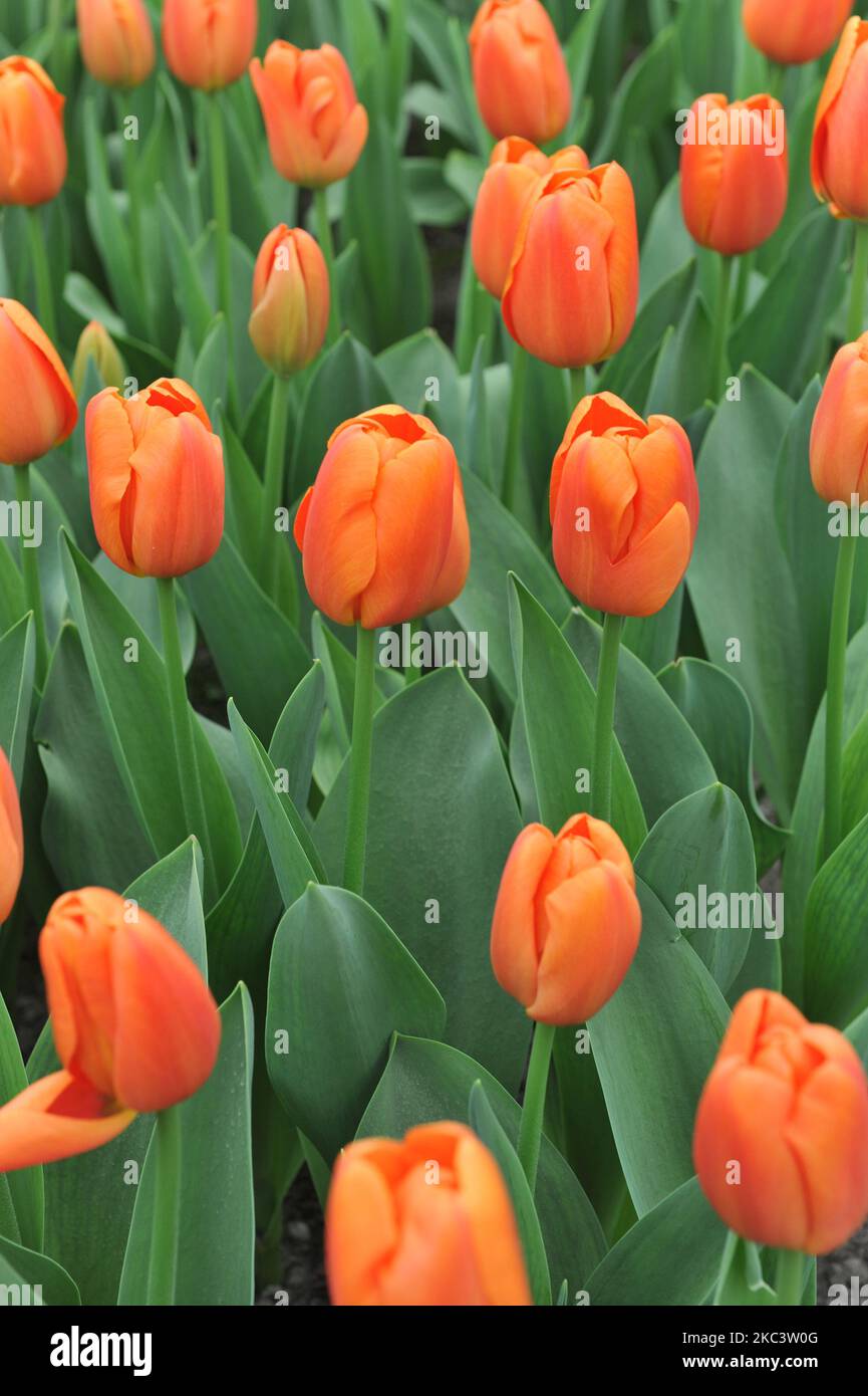 Orange-red Triumph tulips (Tulipa) Teletubby bloom in a garden in March Stock Photo