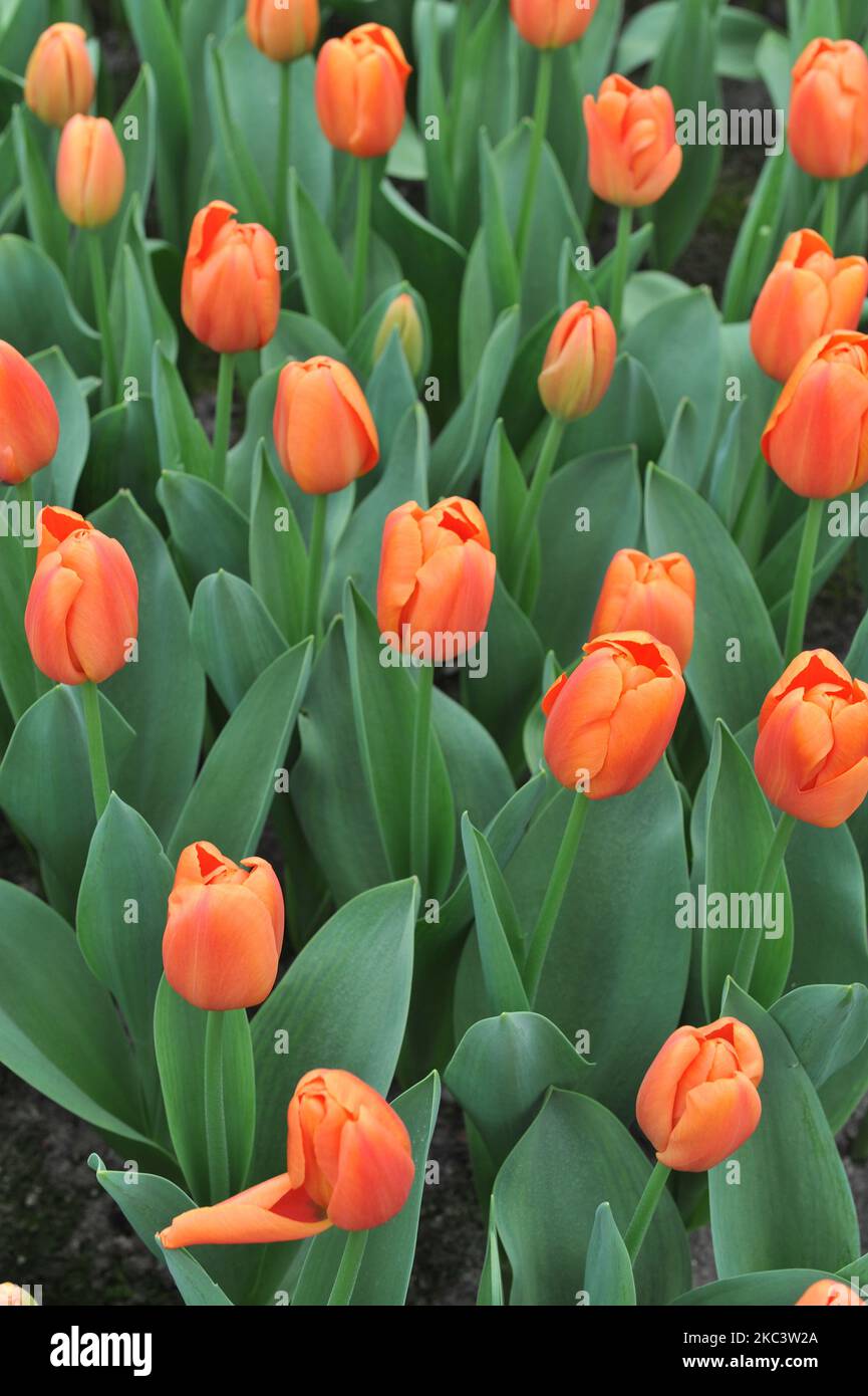 Orange-red Triumph tulips (Tulipa) Teletubby bloom in a garden in March Stock Photo