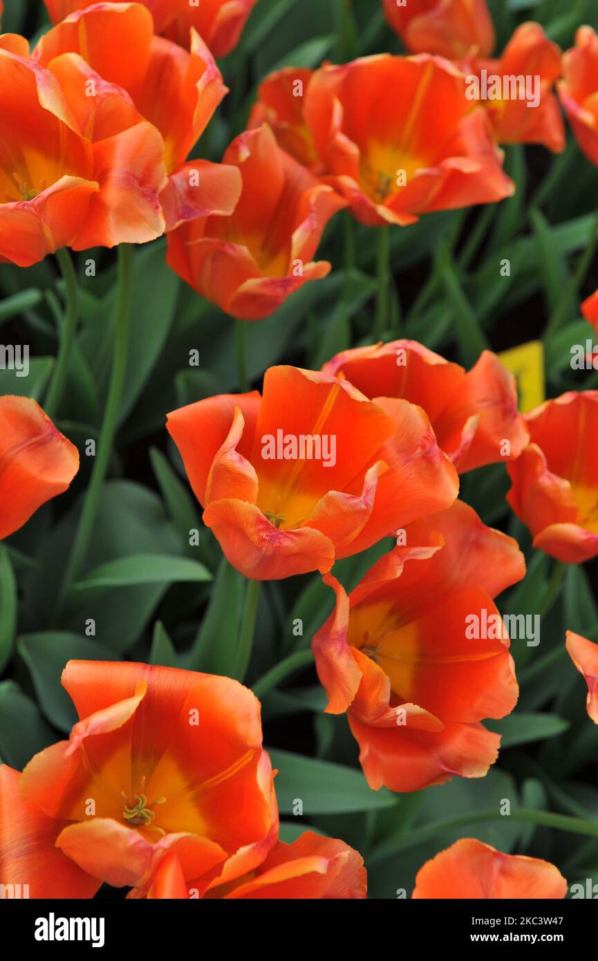 Orange-red Triumph tulips (Tulipa) Teletubby bloom in a garden in April Stock Photo
