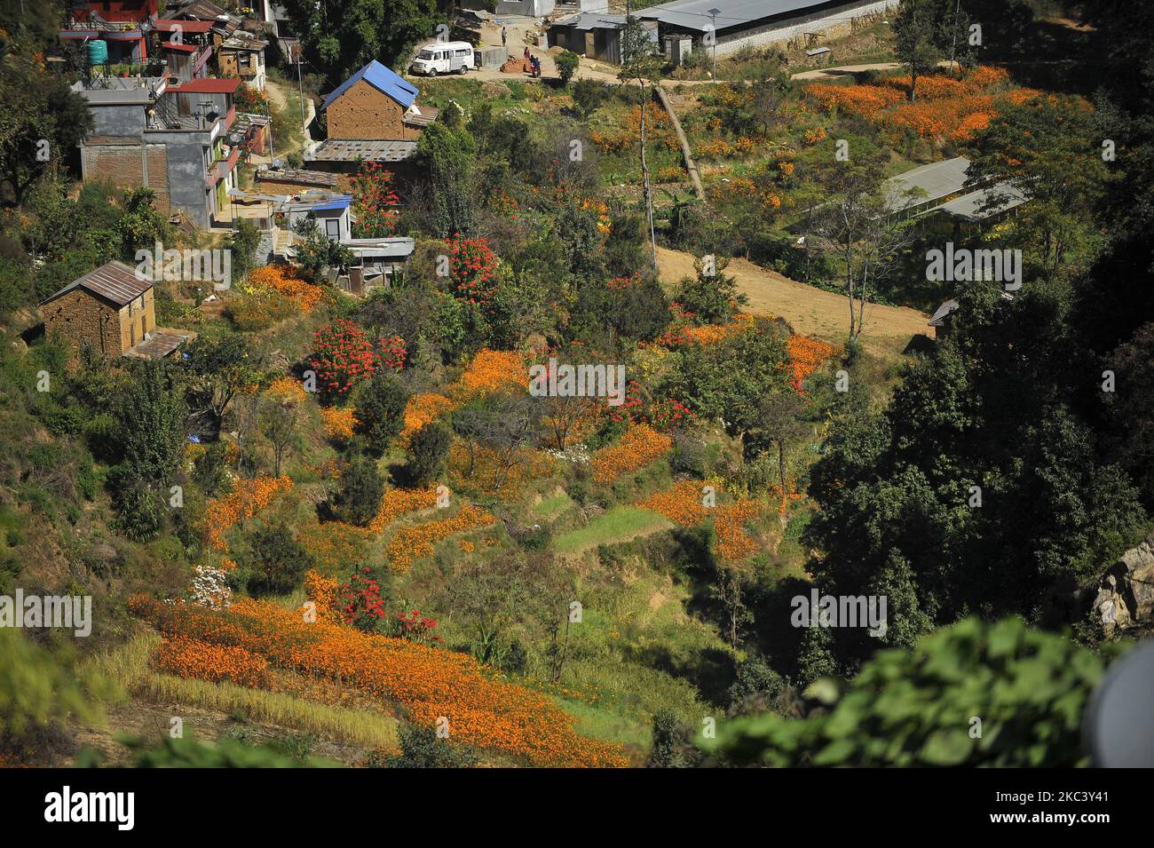 Landscape view of Village along with blooming marigold flowers for the
