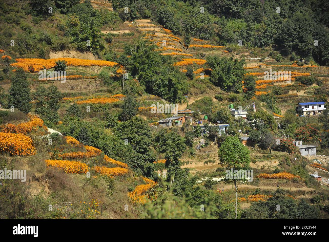 Landscape view of Village along with blooming marigold flowers for the