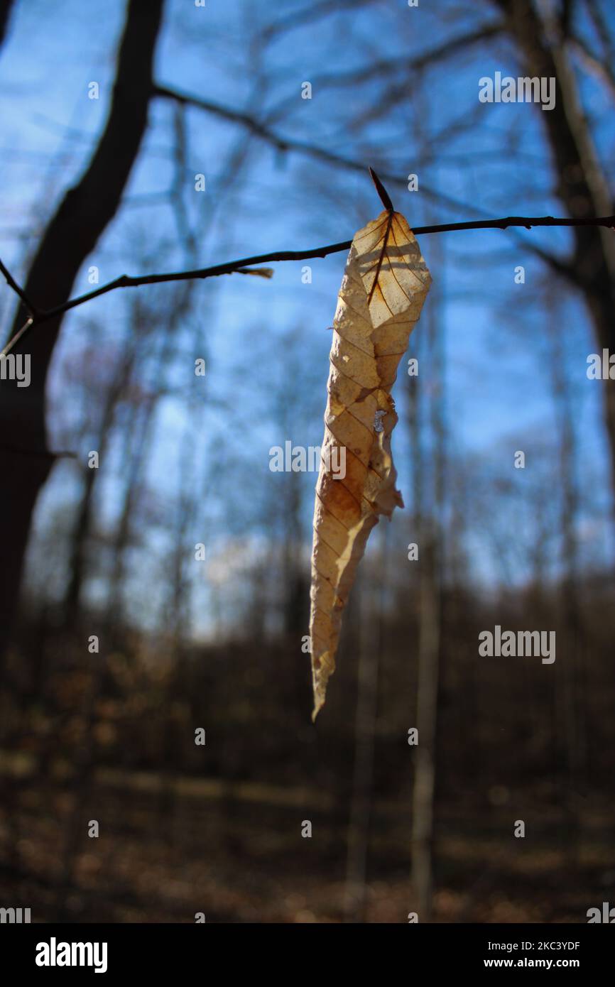 A dried leaf hanging from a branch in a forest Stock Photo