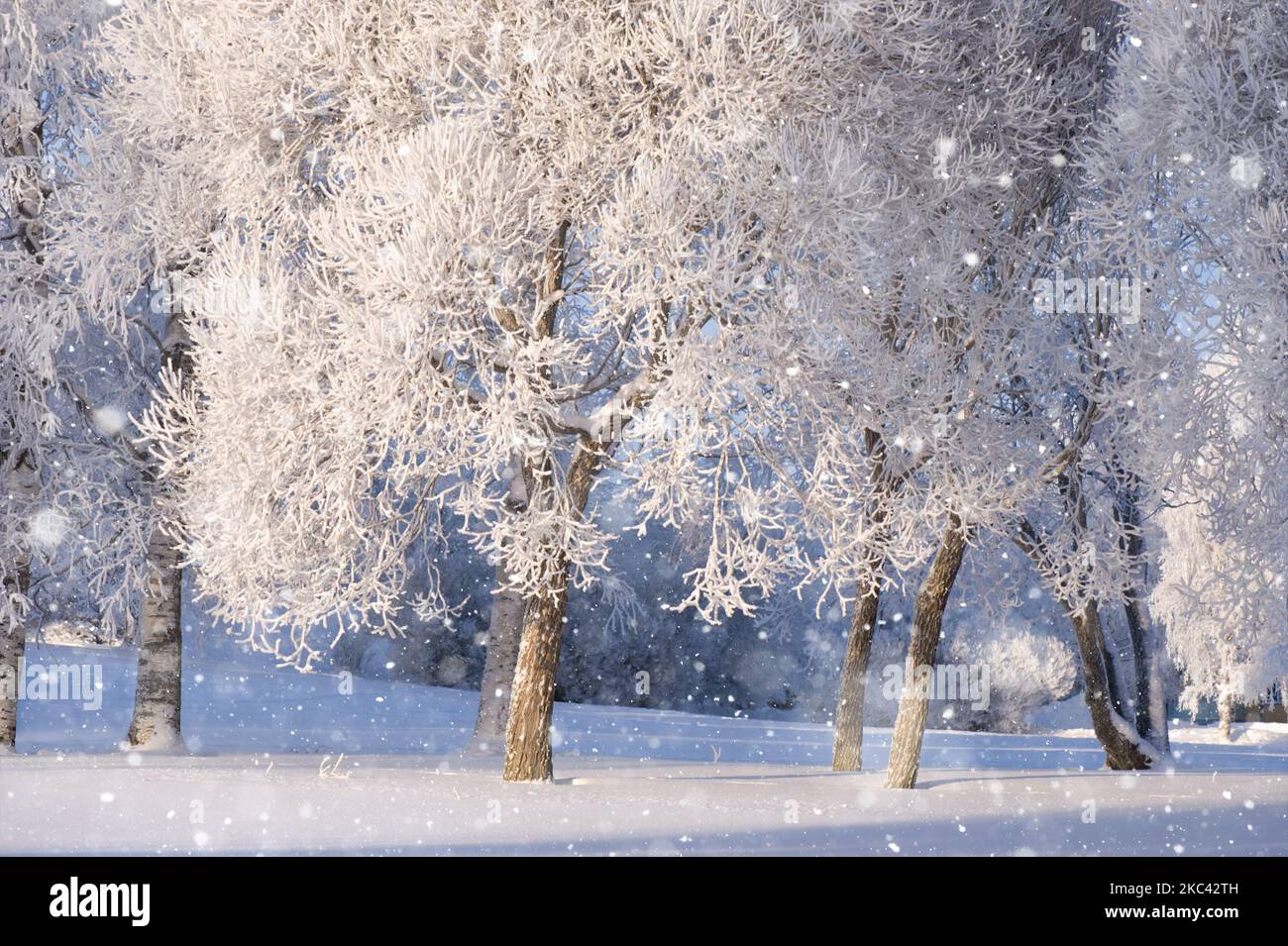 Snow and frost covered trees lit by the low angle sun Stock Photo - Alamy