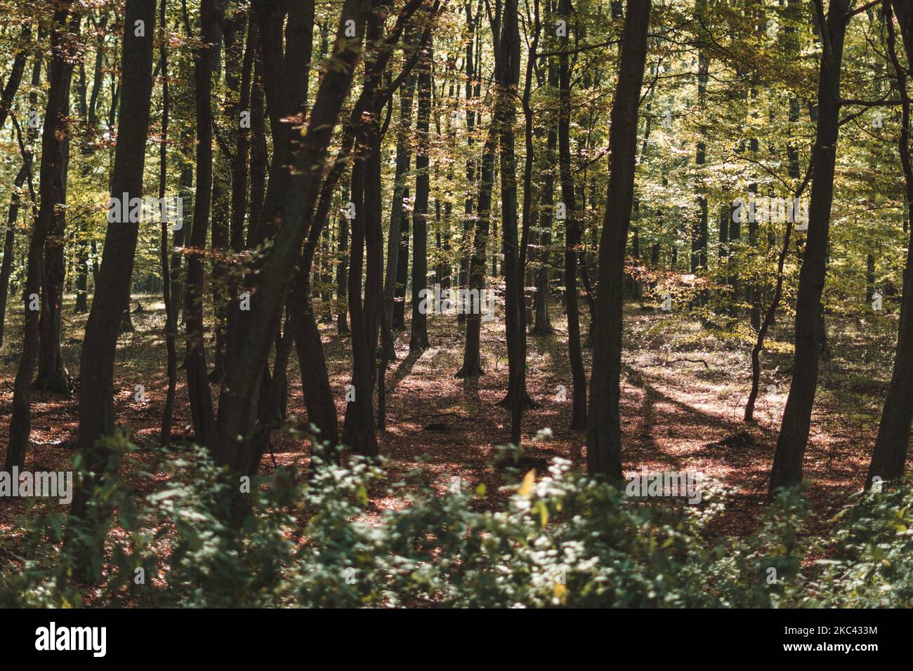 Many trees in dense hi-res stock photography and images - Alamy