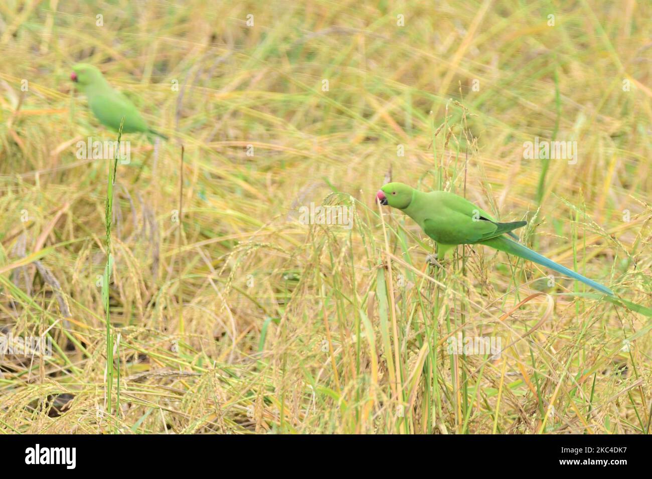 Parrots eat rice in the rice fields in Nagaon District of Assam ,India