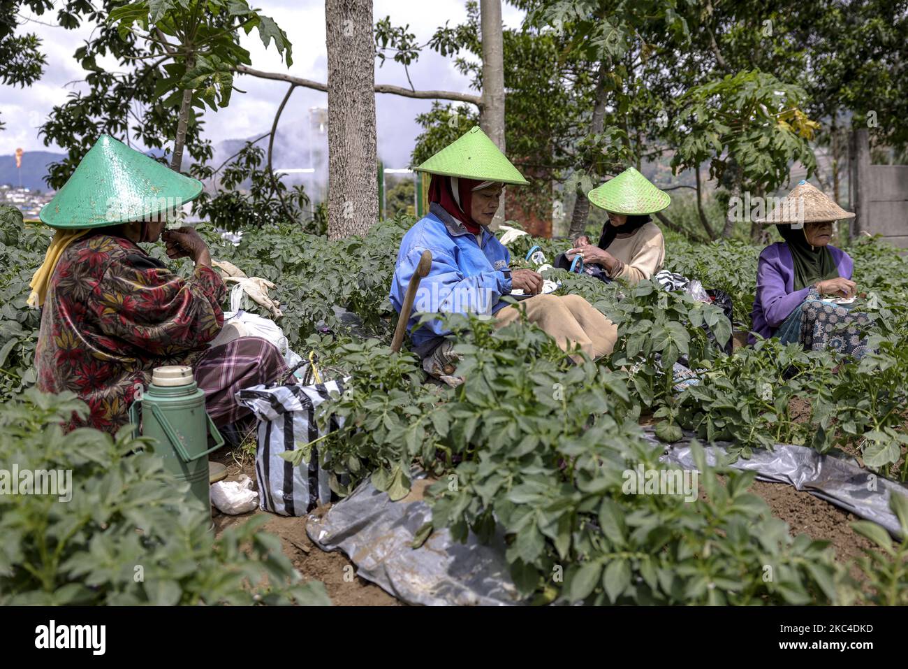 Java Indonesia Farm Farmers take their breakfast at a land farm, at Dieng mountain area in ...