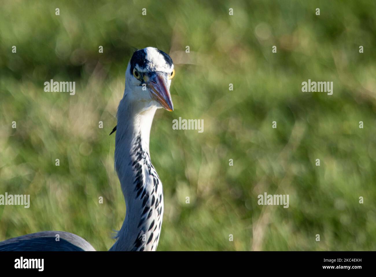 Closeup of a Grey Heron bird - Ardea cinerea, a large common gray heron ...