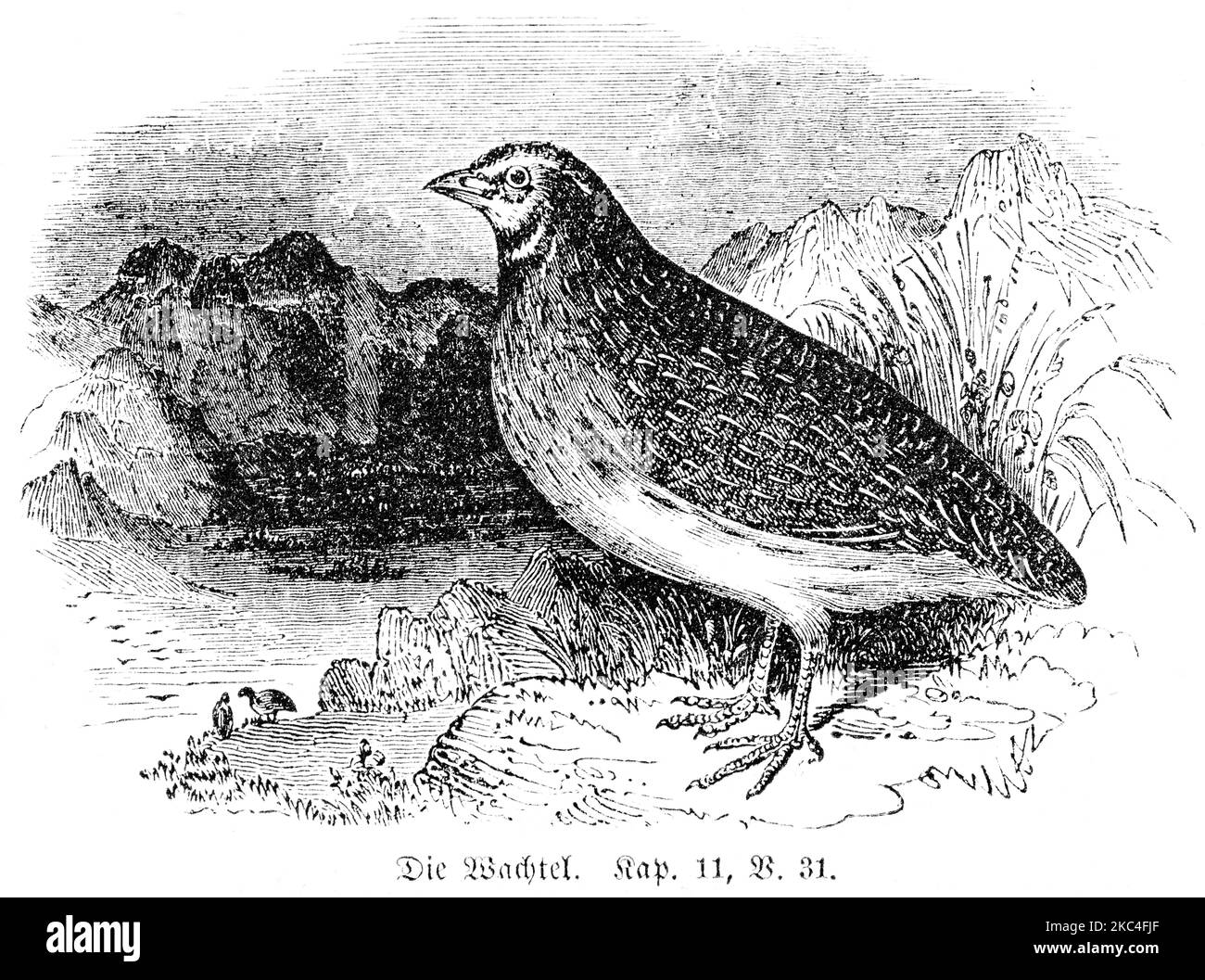 Coturnix Black and White Stock Photos & Images - Alamy