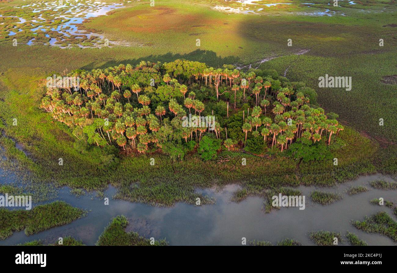Dense forest carolina hi-res stock photography and images - Alamy