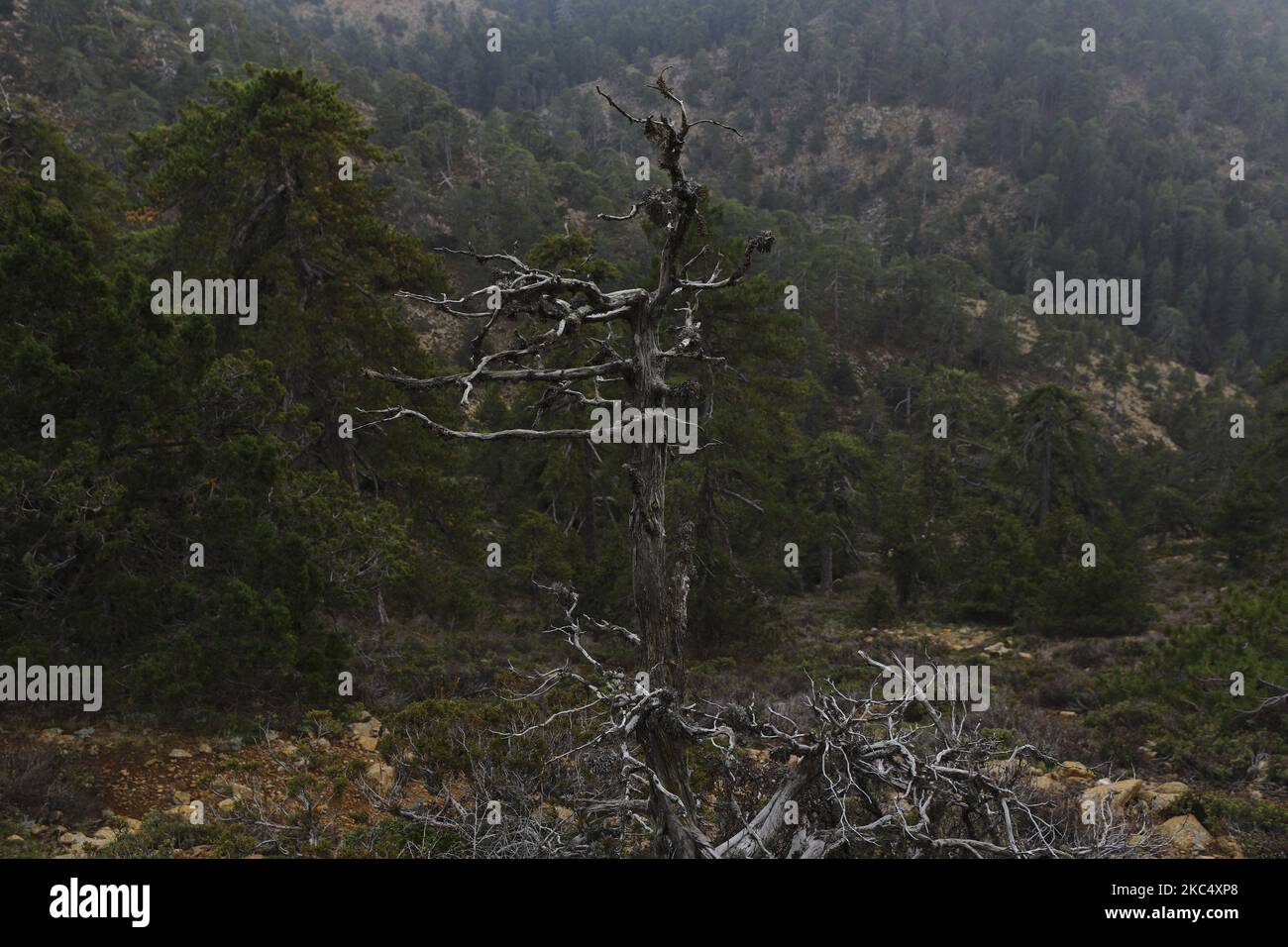 A dry tree stands on the slope of Troodos Mountain in the central part of the Mediterranean island of Cyprus. Sunday, November 29, 2020 (Photo by Danil Shamkin/NurPhoto) Stock Photo