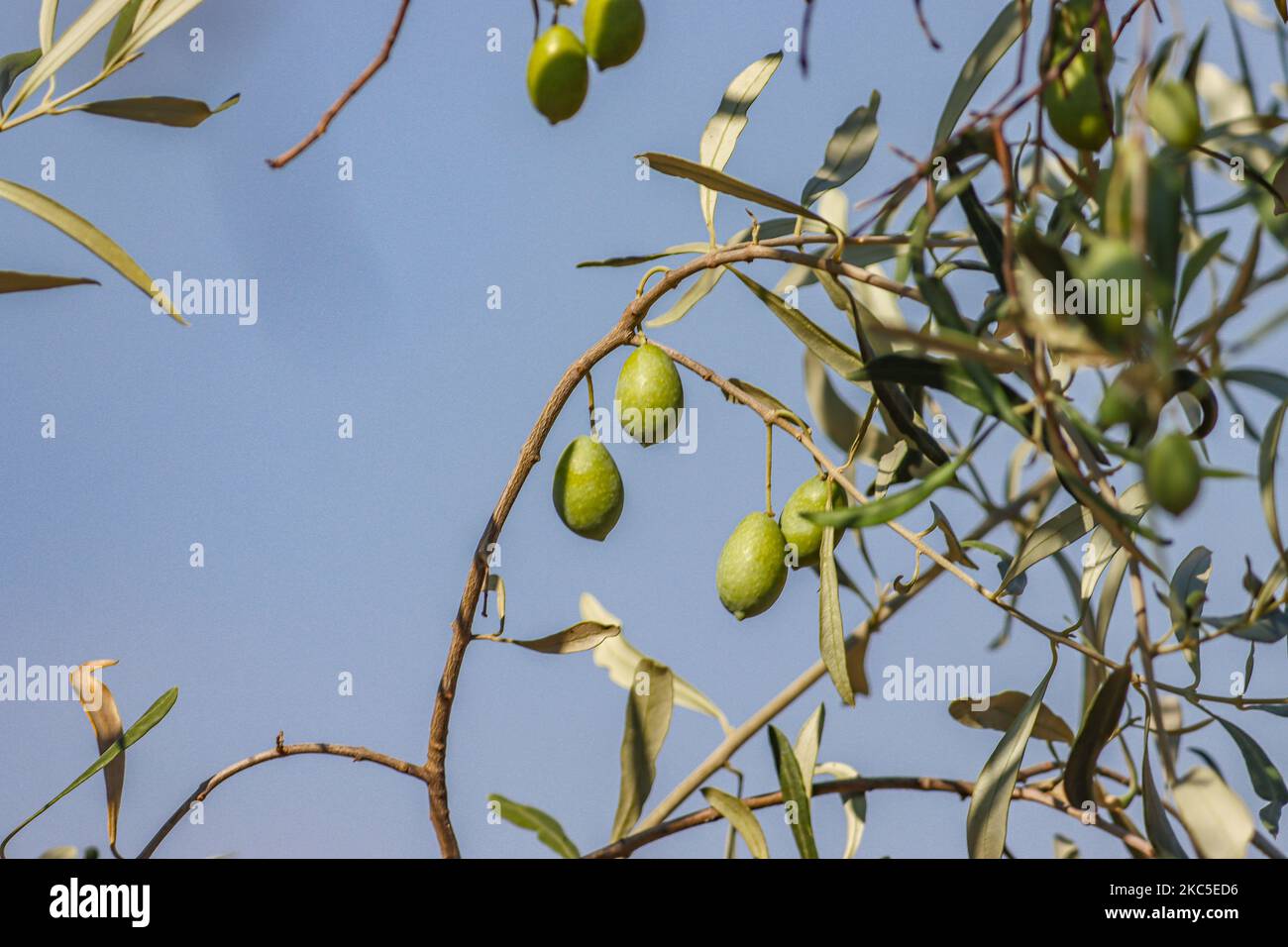 Close up at the olives and the leaves of an olive tree with blue sky at ...