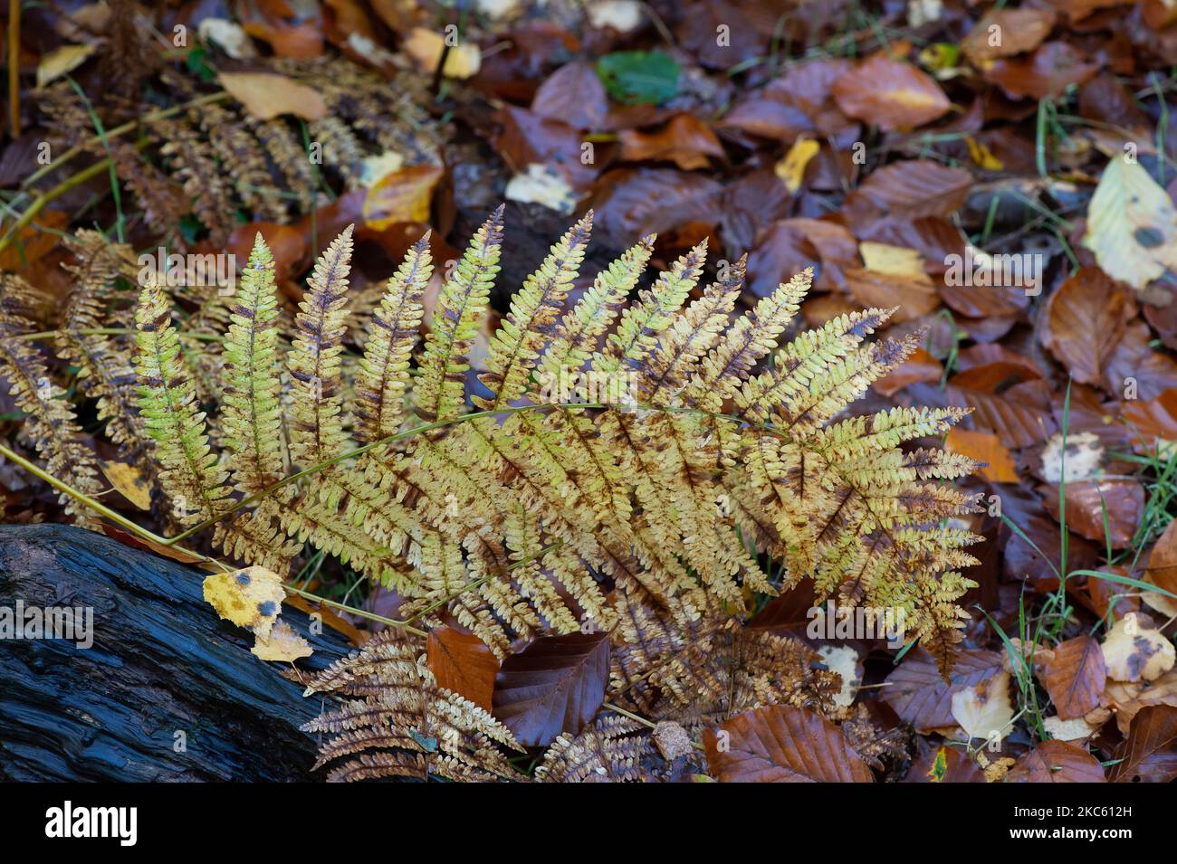 Penn Street, Buckinghamshire, UK. 4th November, 2022. A fern in Penn