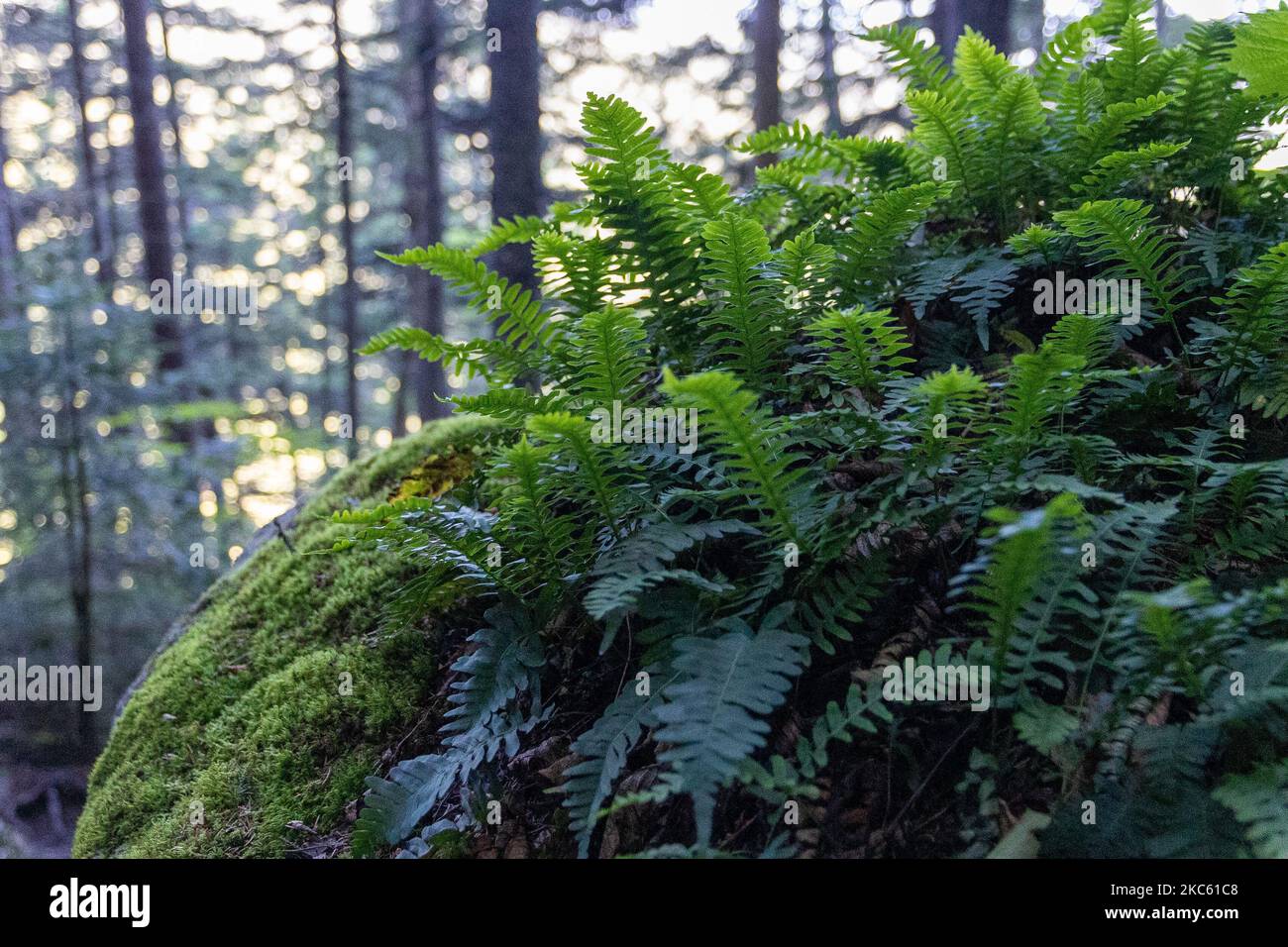 Tree fern new growth hi-res stock photography and images - Alamy