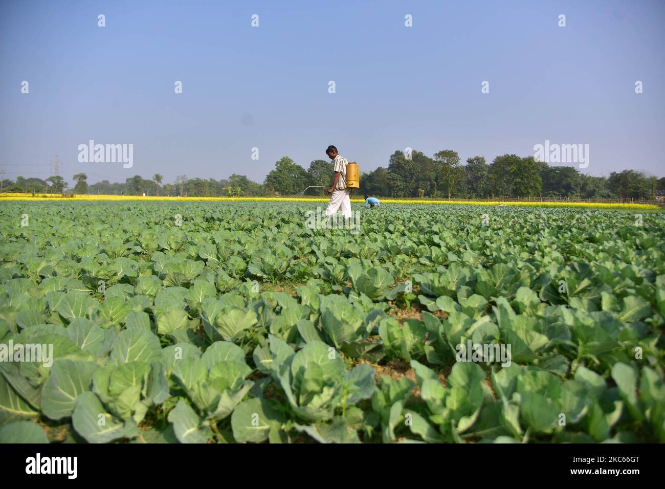 A farmer sprays pesticides to a crop of cabbages at his field in Nagaon district, in the northeastern state of Assam, India on December 20,2020. (Photo by Anuwar Hazarika/NurPhoto) Stock Photo
