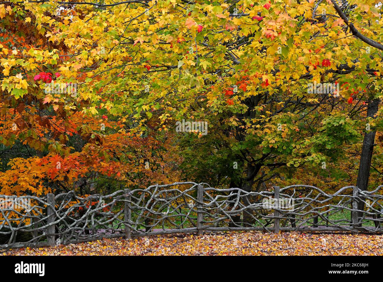 Beautiful trees in fall foliage and a rustic fence made of interwoven tree branches. Stock Photo