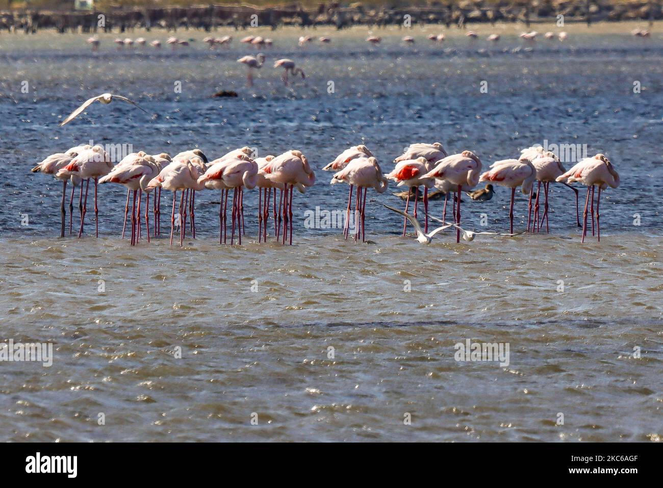 Axios loudias aliakmonas national park hires stock photography and images Alamy