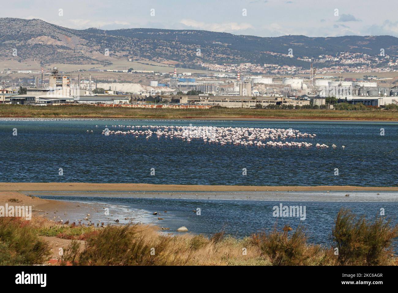 Flamingos as seen in Kalochori lagoon near Thessaloniki city in the Axios Delta National Park. The migration birds stay for a stop in Greece during their travel, at the wetlands. The flock of flamingoes, birds of Phoenicopteriformes family as seen in Kalochori lagoon with Thessaloniki city in the background. The flamingo colonies live here in the shallow fresh water, as an intermediate stop on their migration route, part of Axios Delta National park in Northern Greece. The national park of Axios Delta near Thessaloniki city in Greece consists of 4 rivers Axios, Galikos, Loudias and Aliakmonas, Stock Photo