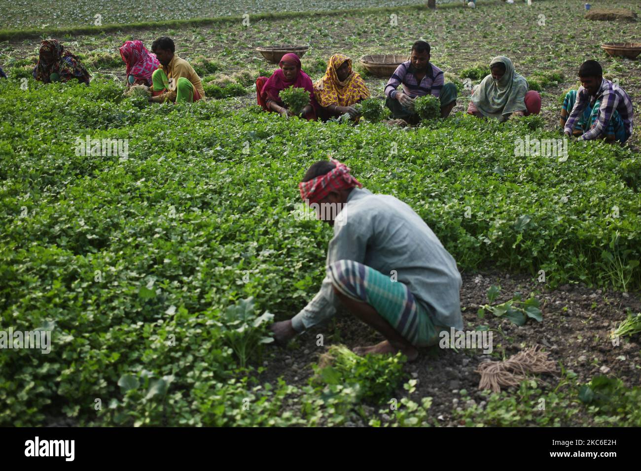 Farmers pluck Coriander leaves to sell in the nearest market at Savar