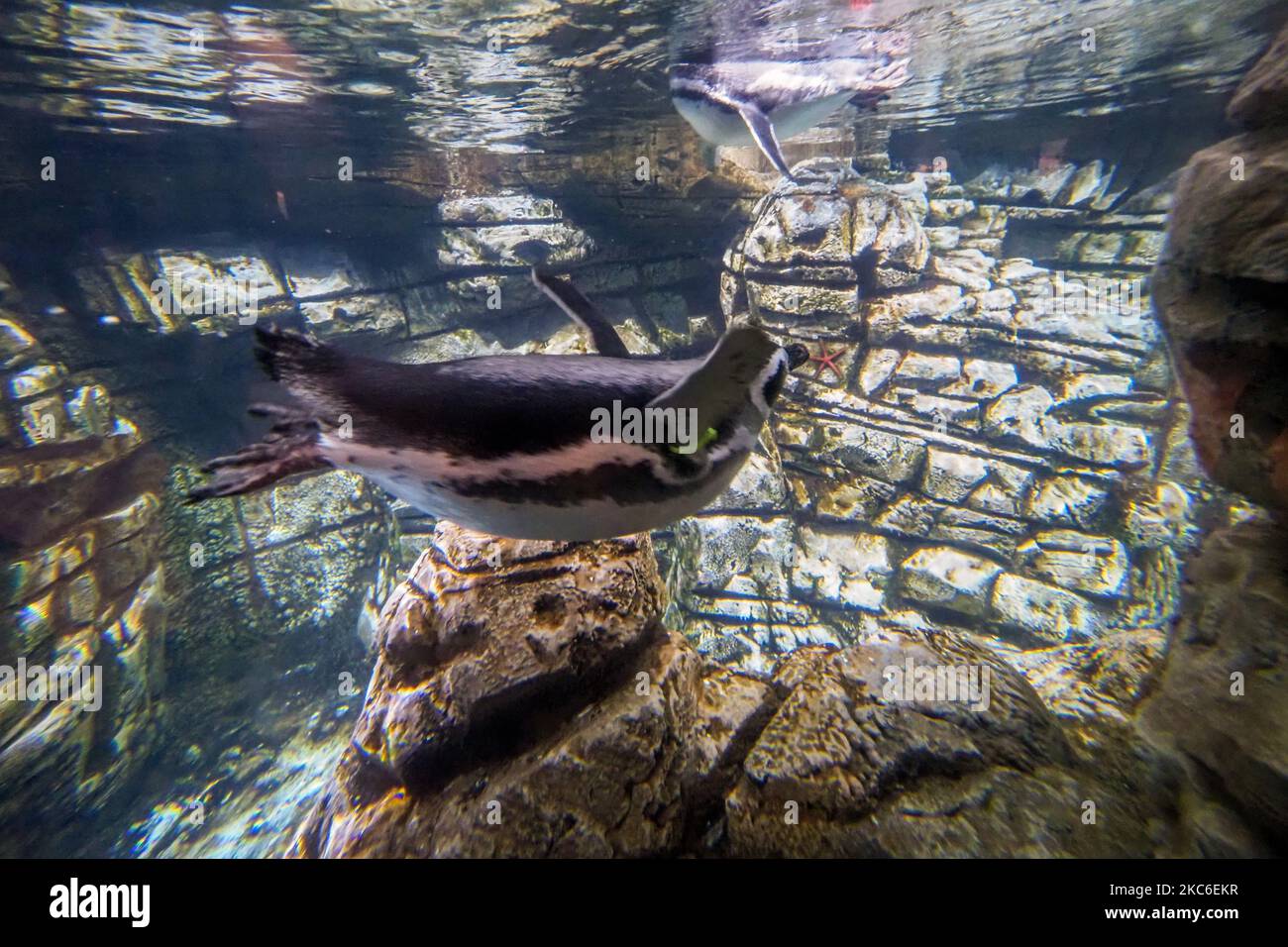 A penguin is seen swimming during the annual PNC Festival of Lights  Christmas Celebration at the Cincinnati Zoo and Botanical Gardens in the  wake of the Coronavirus COVID-19 pandemic, Tuesday, December 22nd