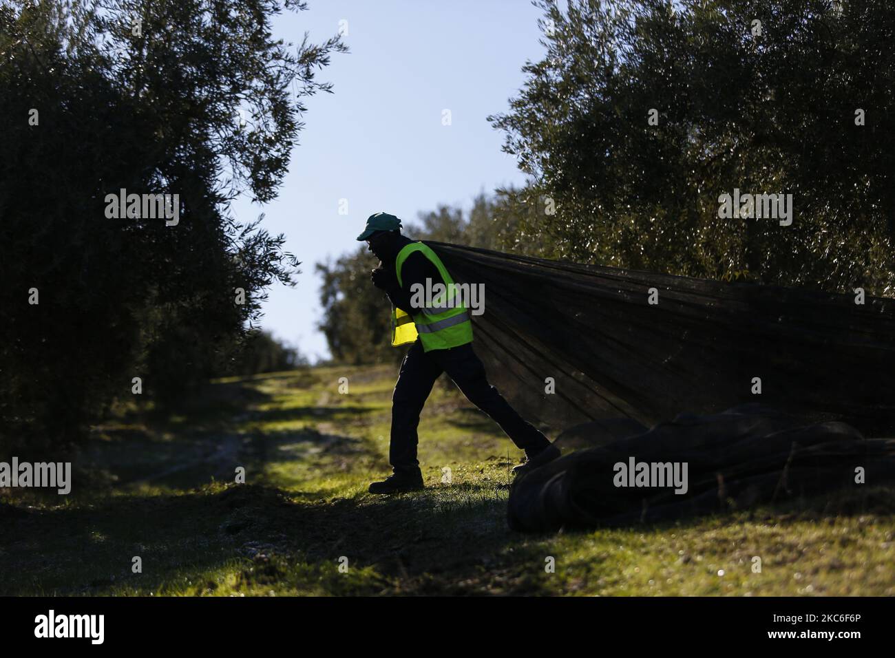 A temporary worker from Africa moves a big net with olives during the olive harvest amid the coronavirus pandemic on December 26, 2020 in the Sierra de Cazorla Region in Jaen, Spain. Jaen is a province from Andalusia, Spain, that produces more than 20% of the olive oil worldwide and 50% just in Spain. (Photo by Álex Cámara/NurPhoto) Stock Photo