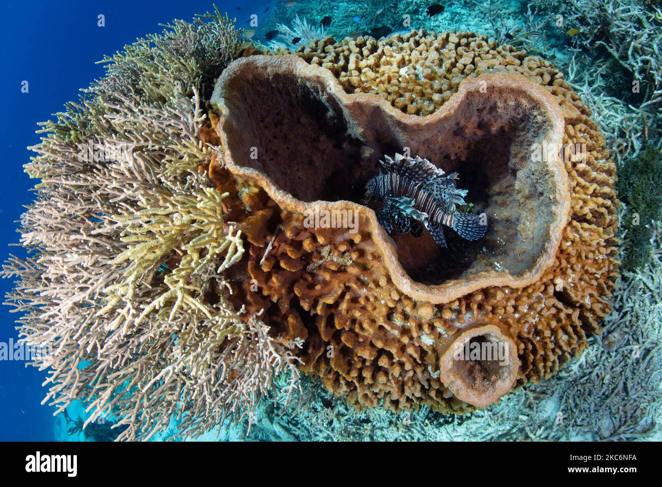 A lionfish, Pterois volitans, rests inside a large barrel sponge on a coral reef in Indonesia. Lionfish are voracious predators of small prey. Stock Photo