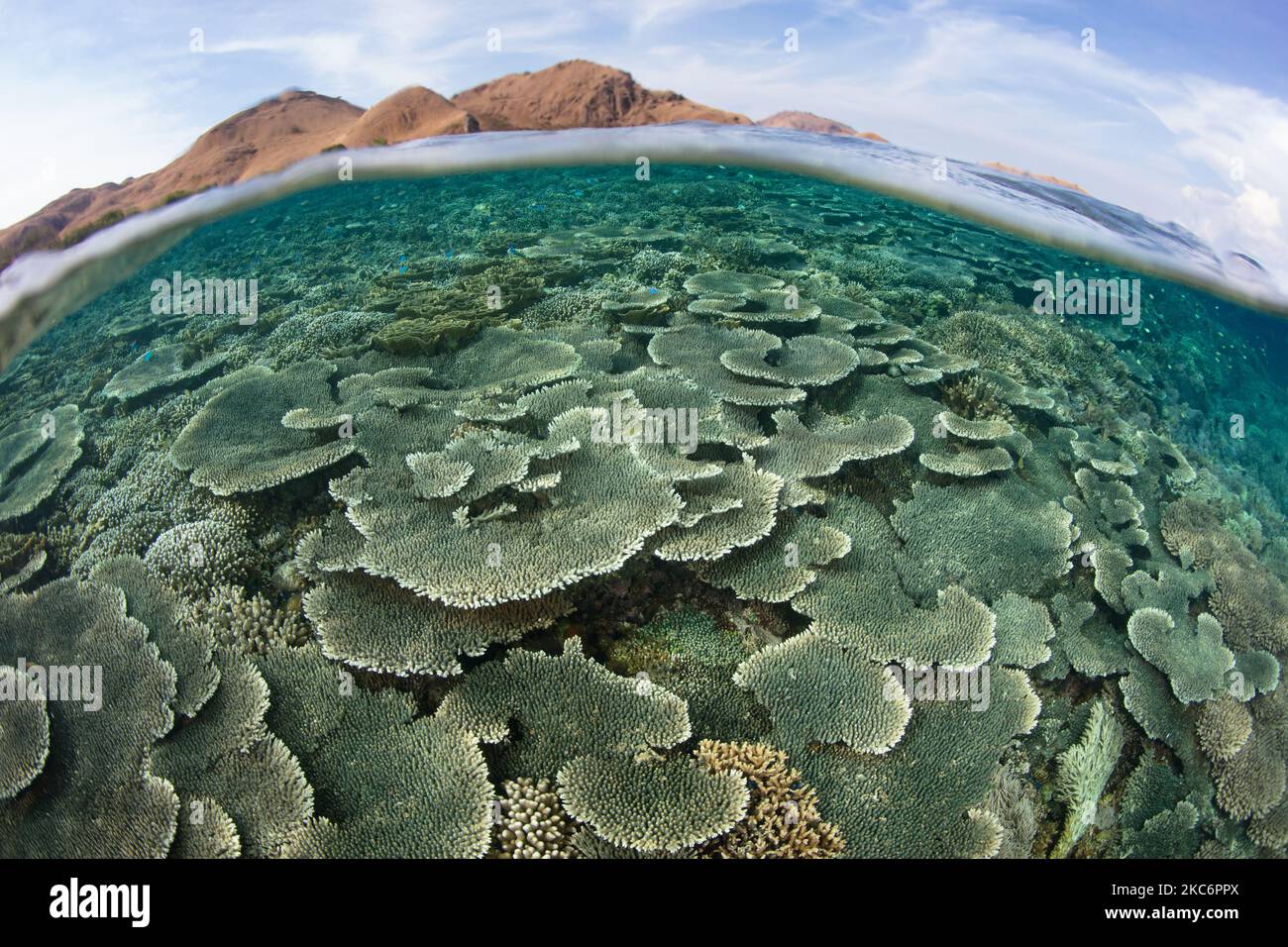 An array of reef-building corals compete for space on a shallow, healthy reef near Komodo, Indonesia. This area as extremely high marine biodiversity. Stock Photo