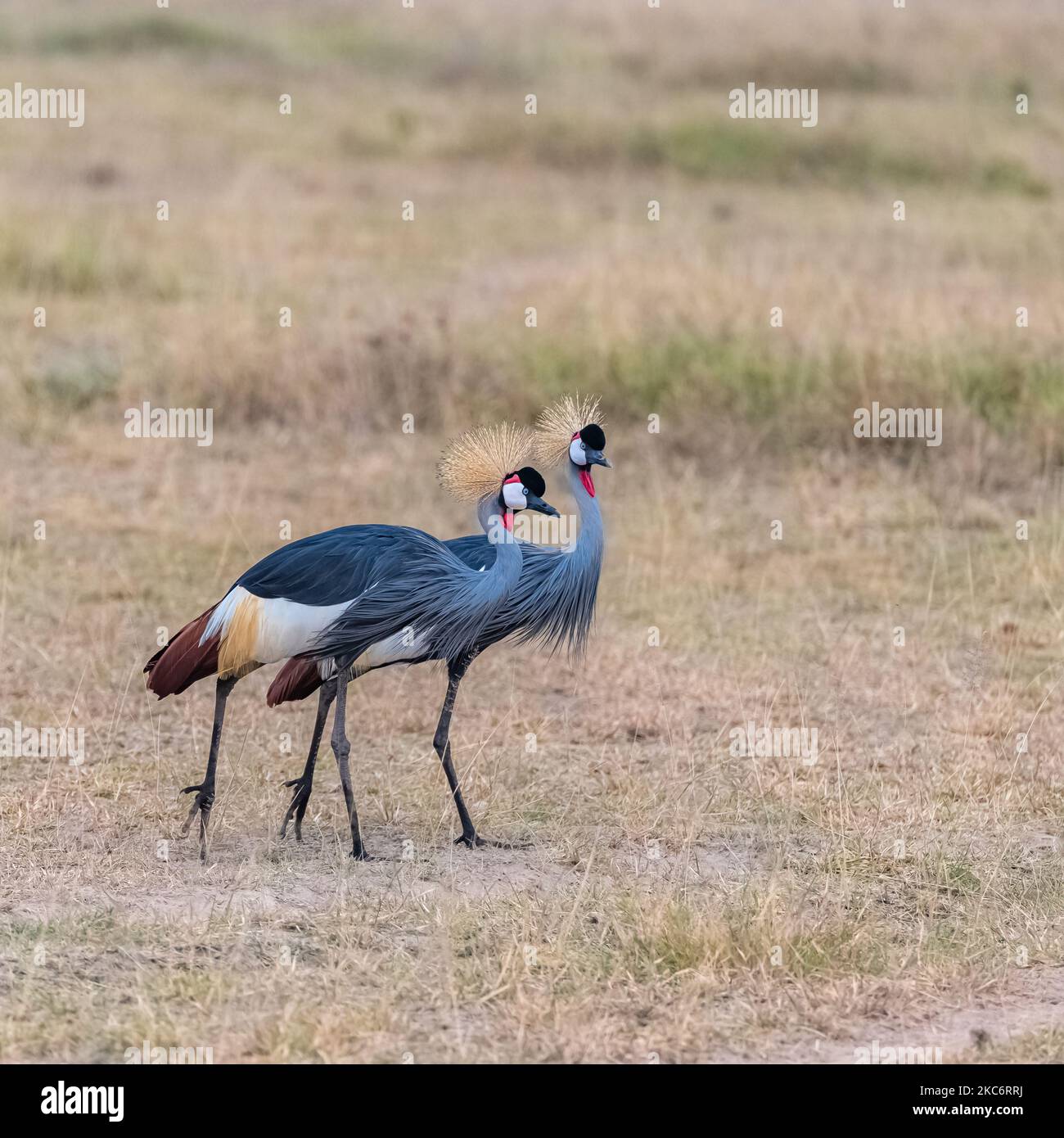 A Gray Crowned Cranes standing on grassland Stock Photo - Alamy