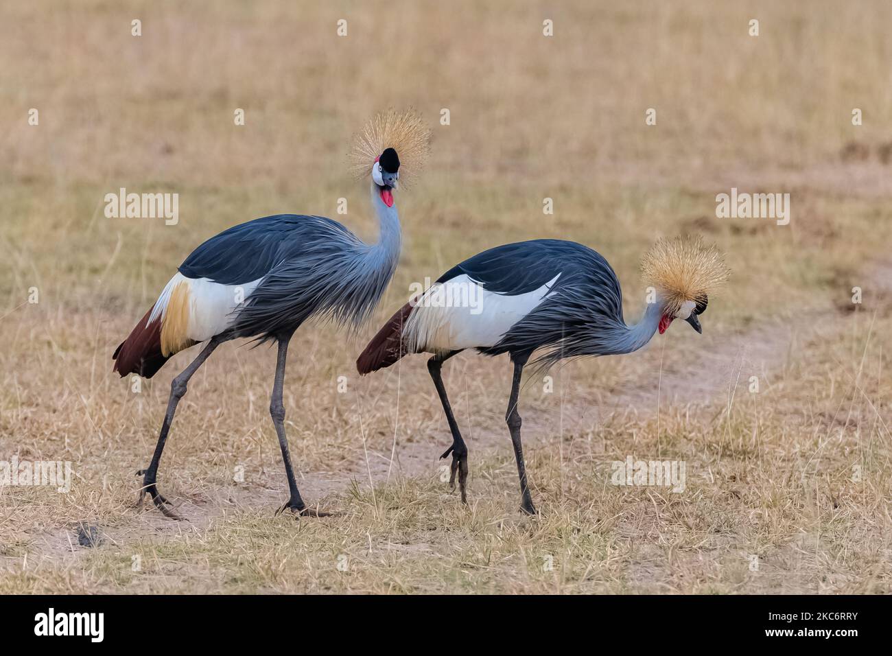 A Gray Crowned Cranes standing on grassland Stock Photo - Alamy