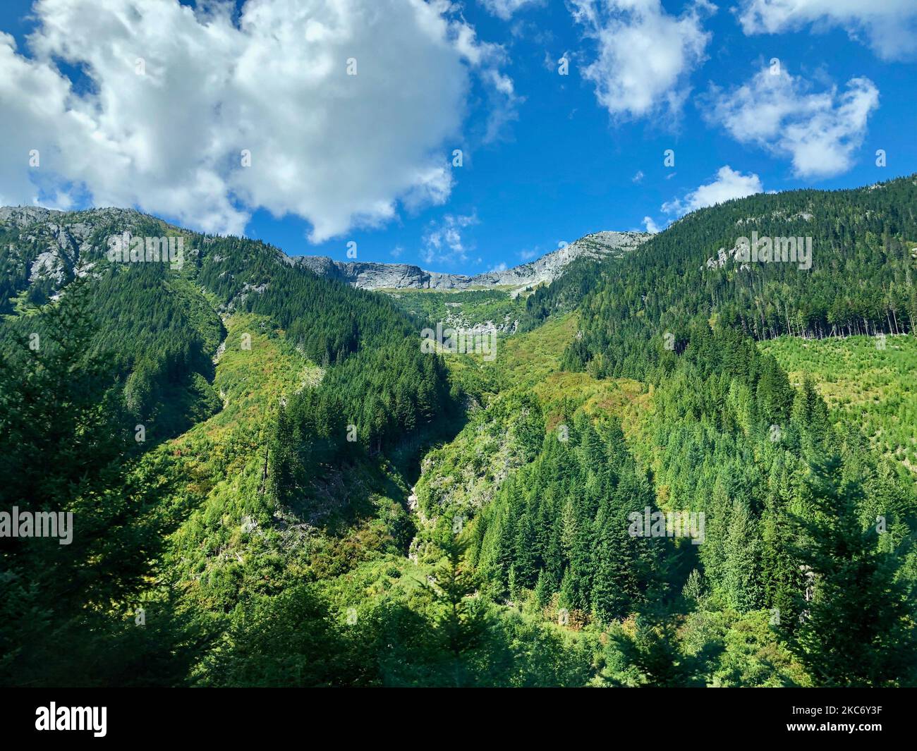 An aerial view of dense lush green forests on the hill under blue ...