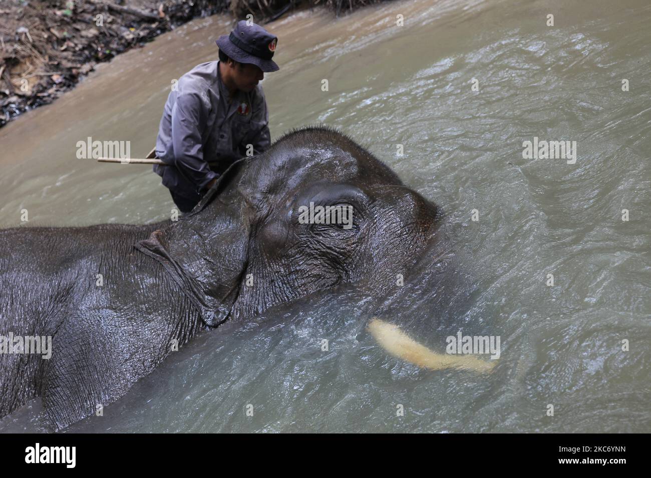 Mahout from the Elephant Response Unit (ERU) bathes the elephants sumatran and gives them vitamins before patrol the Way Kambas National Park (TNWK), Tegal Yoso camp in East Lampung Regency, Lampung, Indosia, on January 4, 2021. The elephants in the Elephant Response Unit (ERU) who have been tame and have been trained to assist humans in reconciling human conflicts with wild elephants that enter residential areas and fields to be escorted into the forest in the National Park area. (Photo by Dasril Roszandi/NurPhoto) Stock Photo