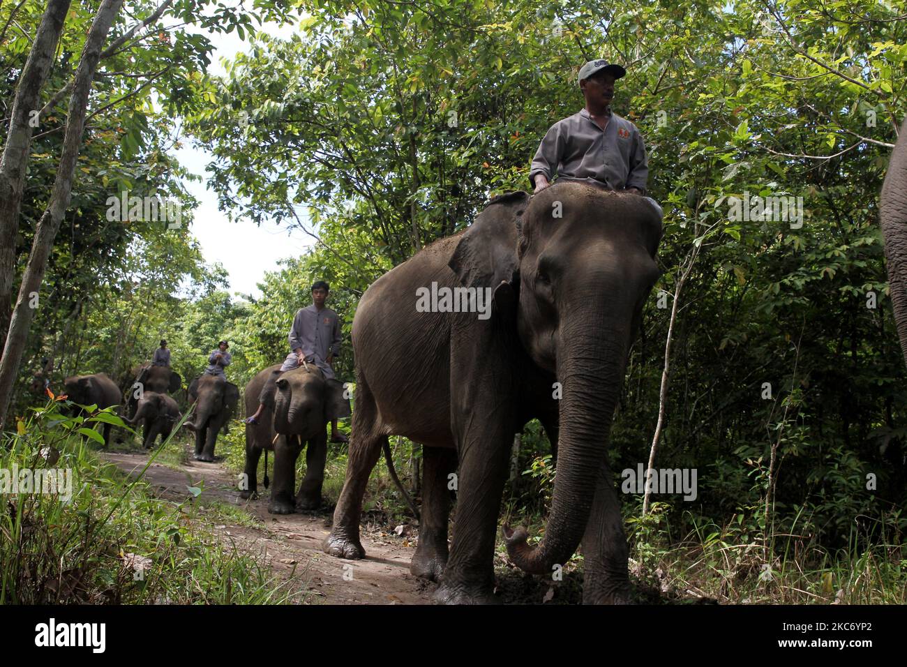 Mahout from the Elephant Response Unit (ERU) bathes the elephants sumatran and gives them vitamins before patrol the Way Kambas National Park (TNWK), Tegal Yoso camp in East Lampung Regency, Lampung, Indosia, on January 4, 2021. The elephants in the Elephant Response Unit (ERU) who have been tame and have been trained to assist humans in reconciling human conflicts with wild elephants that enter residential areas and fields to be escorted into the forest in the National Park area. (Photo by Dasril Roszandi/NurPhoto) Stock Photo
