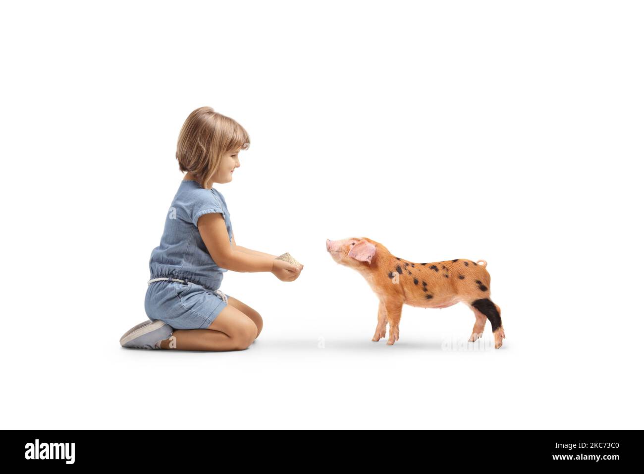 Little girl kneeling and feeding a piglet isolated on white background Stock Photo