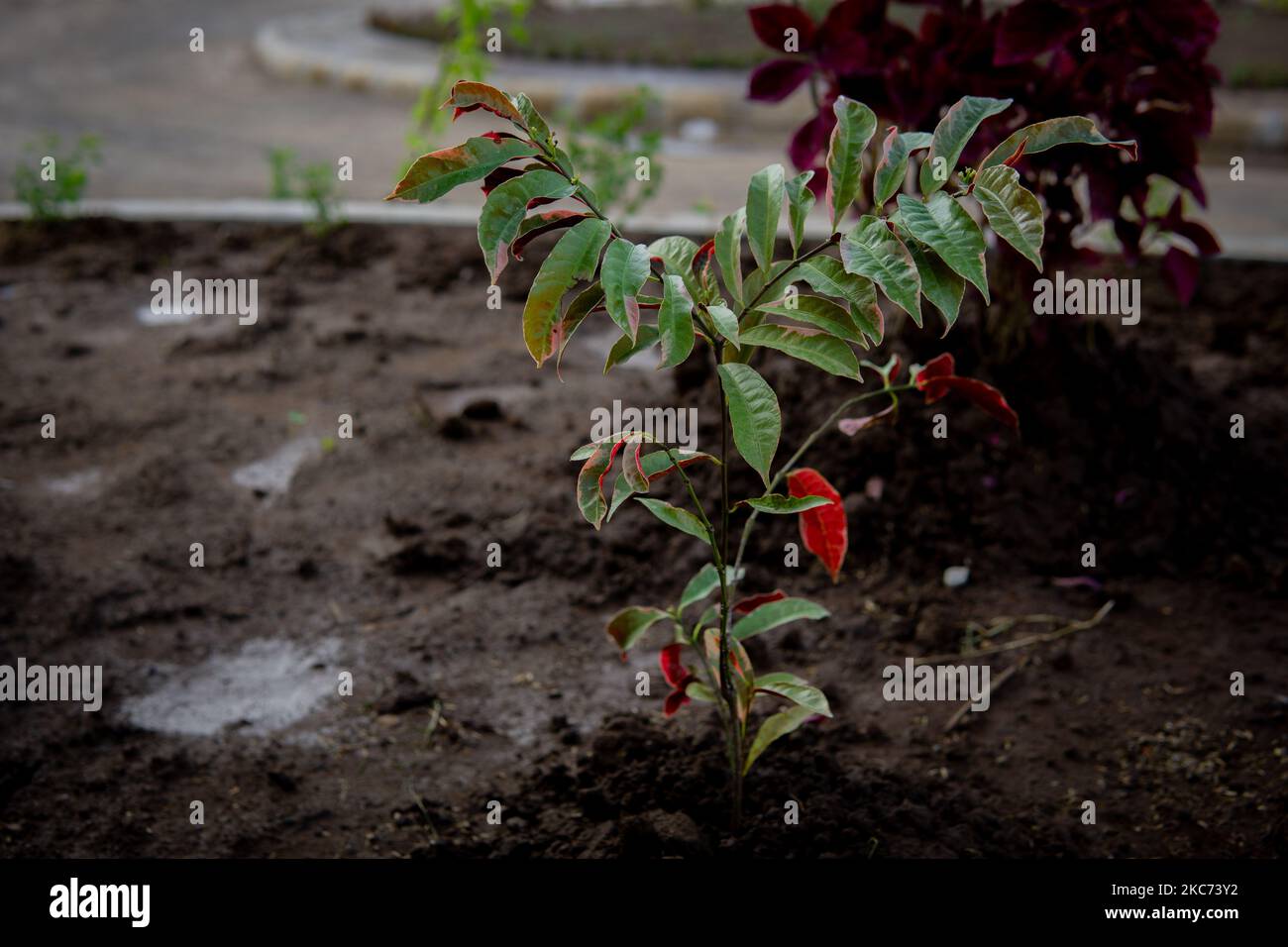 A side view close-up of a Sambang Darah (Excoecaria cochinchinensis) plant in a garden Stock Photo