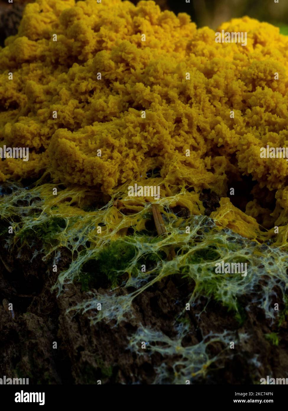 A closeup shot of scrambled egg slime mold on a tree trunk in the daylight Stock Photo