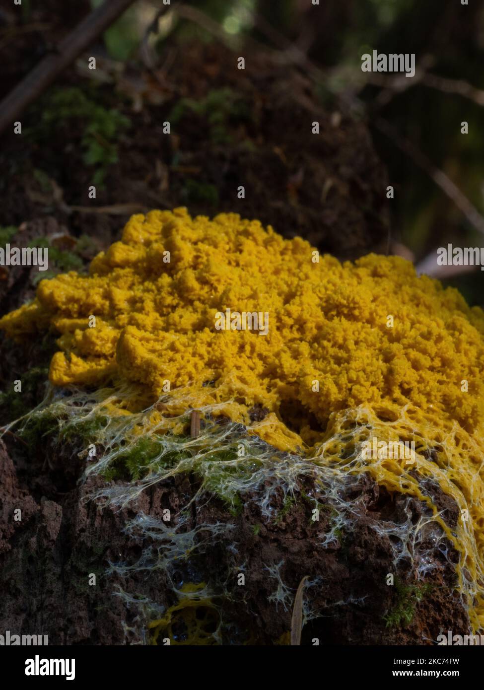 A closeup shot of scrambled egg slime mold on a tree trunk in the daylightv Stock Photo