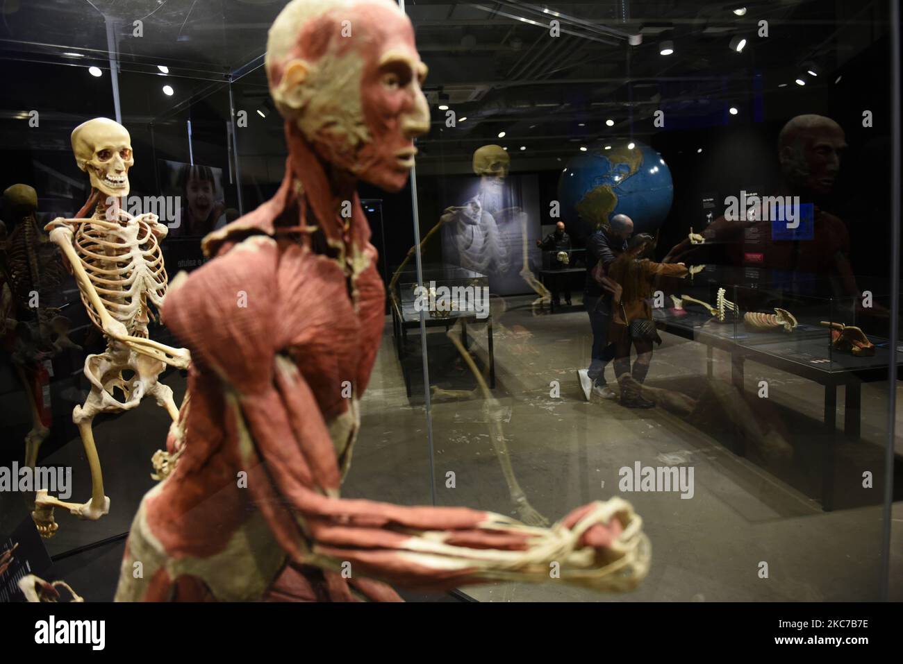 Milan, Italy. 4th Nov, 2022. The Body Worlds Exhibition on display. The exhibit is curated to showcase the fragility, resilience and strength of the human body. The extraordinary real specimens demonstrate the complexity, resilience and vulnerability of the human body. The exhibition presents the body in health and distress, its vulnerabilities and potentials, and many of the challenges the human body faces as it navigates the 21st century. (Credit Image: © Ervin Shulku/ZUMA Press Wire) Stock Photo