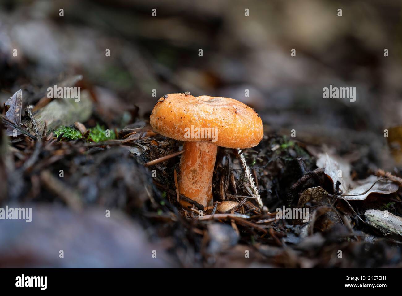 A closeup of a false saffron milkcap (Lactarius deterrimus Stock Photo ...