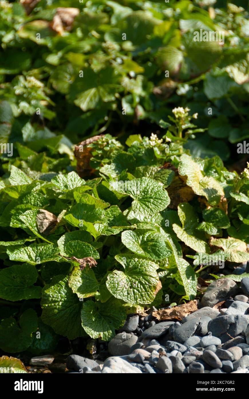 Wasabi plants grow among pebbles irrigated by fresh clean water at teh