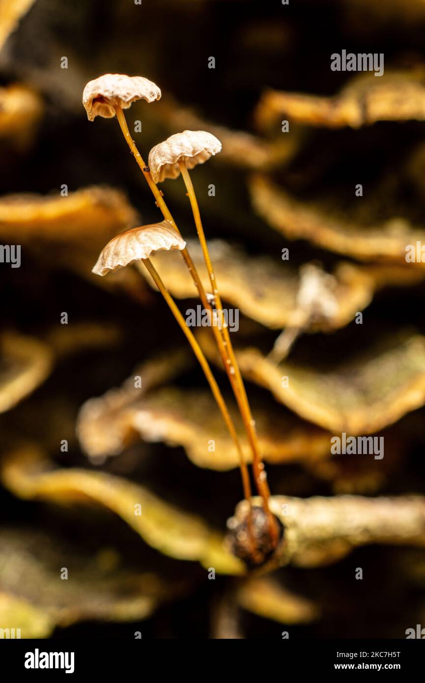 A vertical closeup of a couple of thin Pinwheel mushrooms, Marasmius rotula growing on a twig in front of shelf fungi in Texas Stock Photo