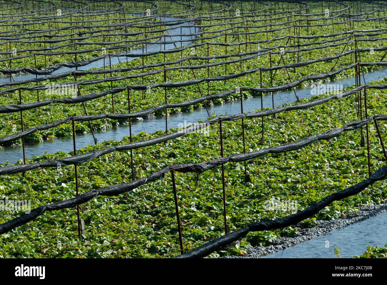 Maturing wasabi plants grow in the full winter sun in rocky troughs