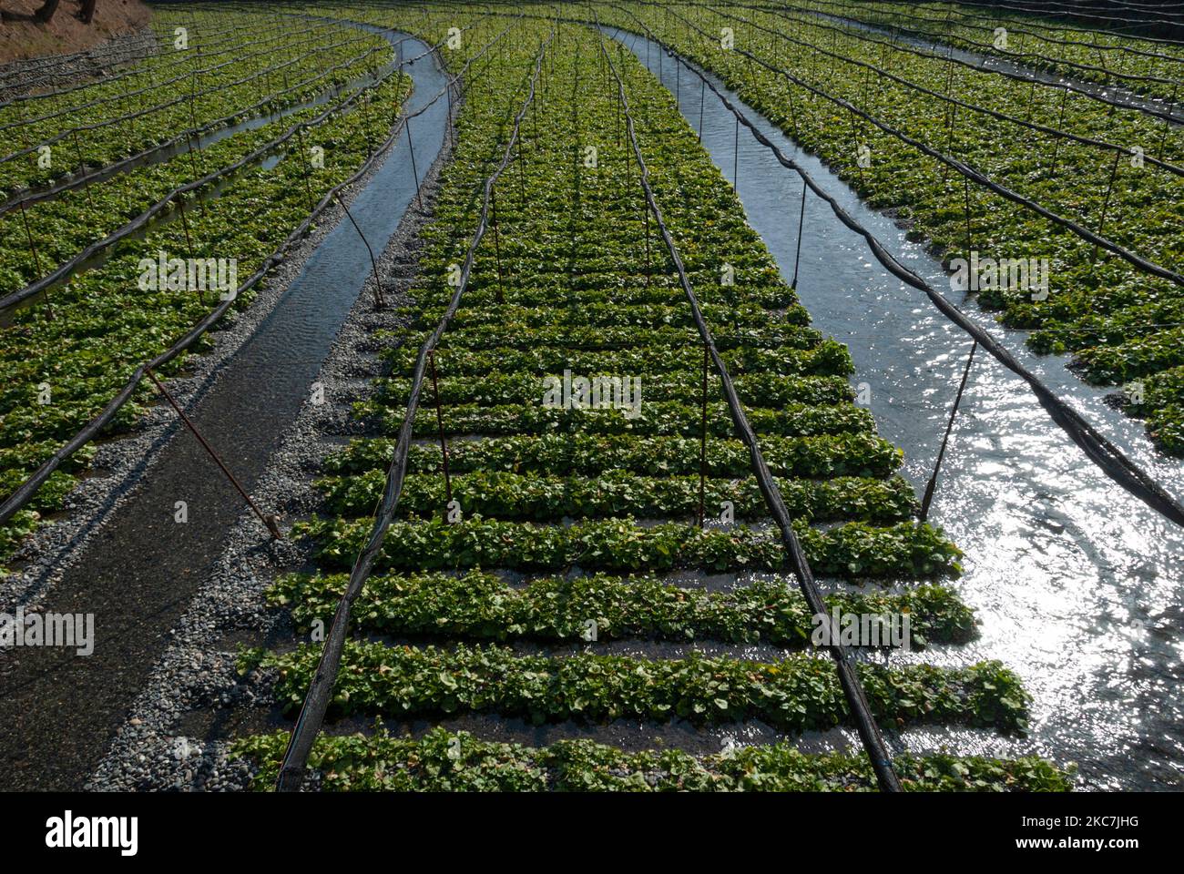 Maturing wasabi plants grow in the full winter sun in rocky troughs