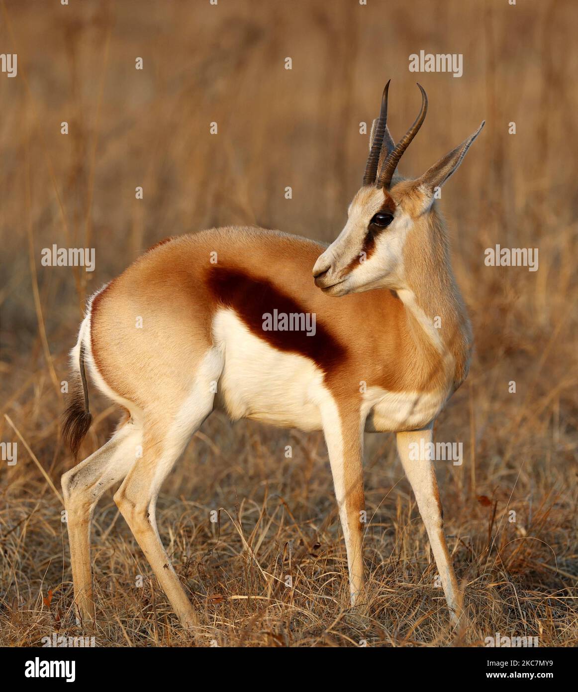 Springbok with horns hi-res stock photography and images - Alamy