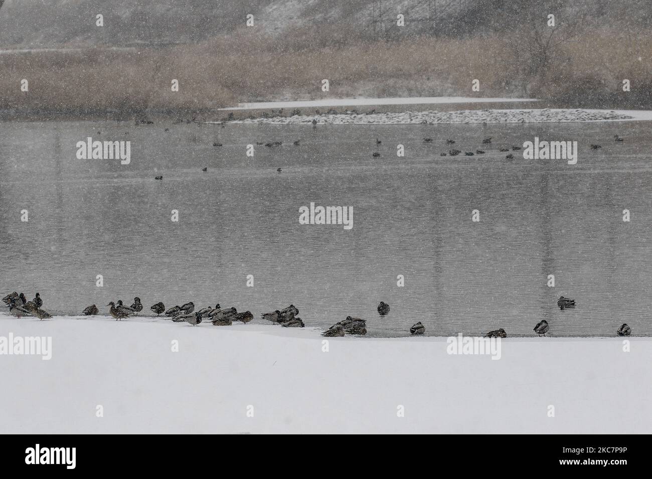 A flock of spotbill ducks swims on waters off stream, a famous wintering site for migratory birds on the Mungyeong, South Korea. South Korea's agricultural ministry said Monday it has completed destroying 18.8 million poultry to prevent the spread of highly pathogenic bird flu among local farms, with the number set to further rise down the road on the piling up of new cases. The country has confirmed 66 cases of the malign H5N8 strain of avian influenza since late November, including the latest case from a duck farm in Gimje, about 260 kilometers southwest of Seoul, the previous day, according Stock Photo