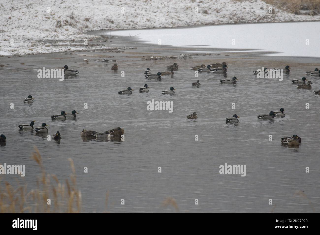 A flock of spotbill ducks swims on waters off stream, a famous wintering site for migratory birds on the Mungyeong, South Korea. South Korea's agricultural ministry said Monday it has completed destroying 18.8 million poultry to prevent the spread of highly pathogenic bird flu among local farms, with the number set to further rise down the road on the piling up of new cases. The country has confirmed 66 cases of the malign H5N8 strain of avian influenza since late November, including the latest case from a duck farm in Gimje, about 260 kilometers southwest of Seoul, the previous day, according Stock Photo