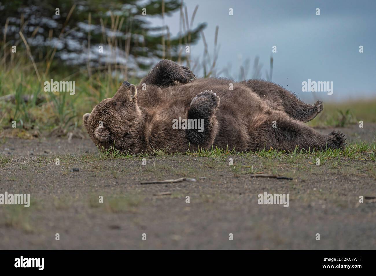 A wild Alaska Peninsula brown bear lying on the ground in a forest in daylight Stock Photo
