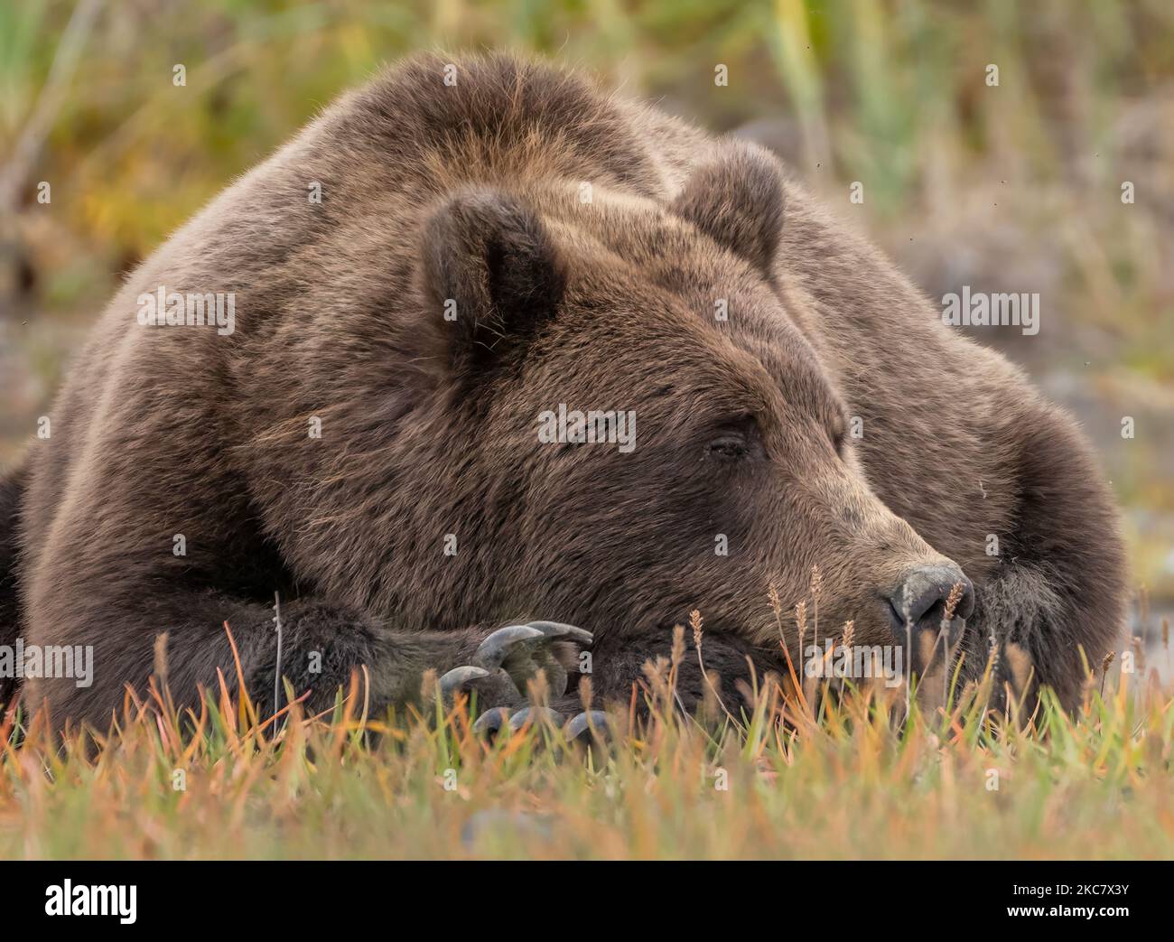 A wild Alaska Peninsula brown bear lying on the ground in a forest in daylight Stock Photo