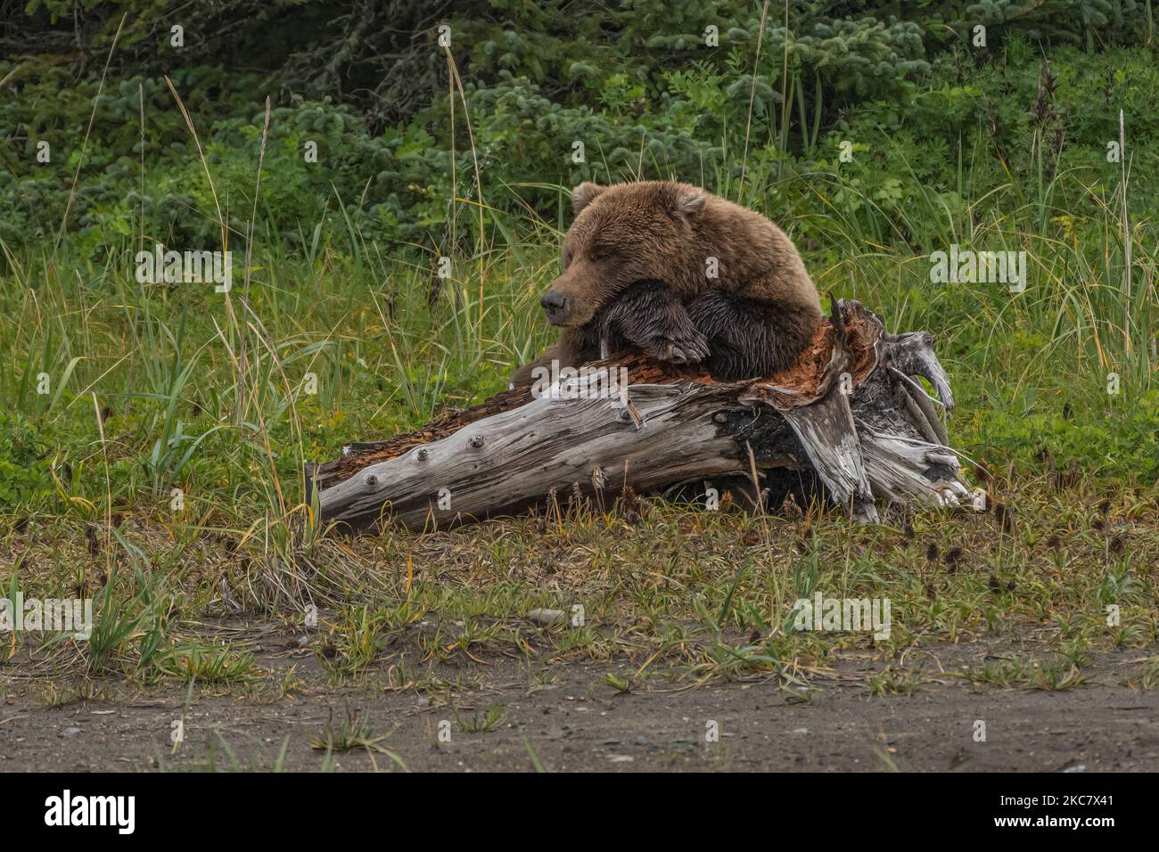 A wild Alaska Peninsula brown bear lying on a broken tree trunk in a forest in daylight Stock Photo