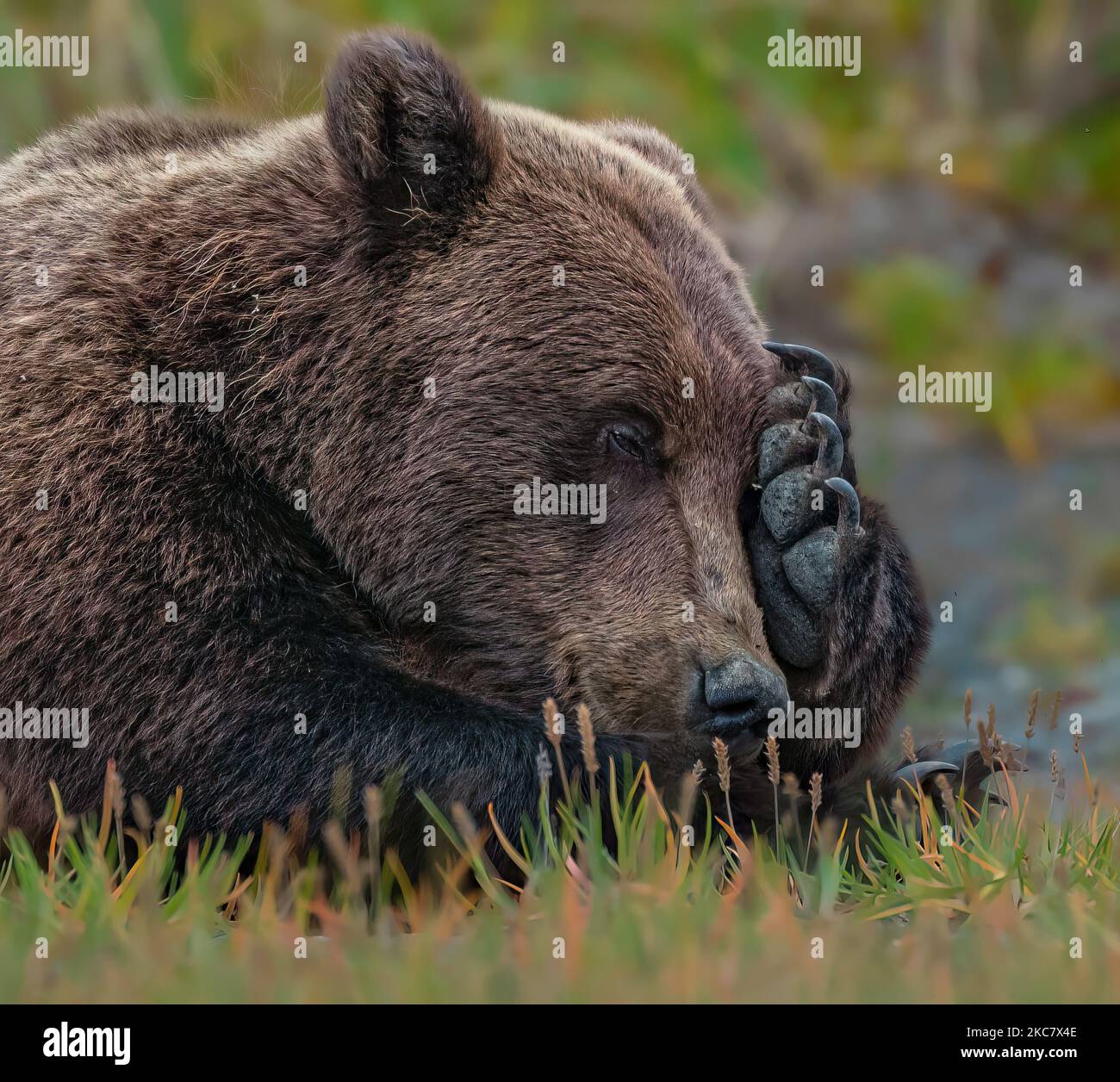 A wild Alaska Peninsula brown bear sitting on the ground in a rural area in daylight Stock Photo