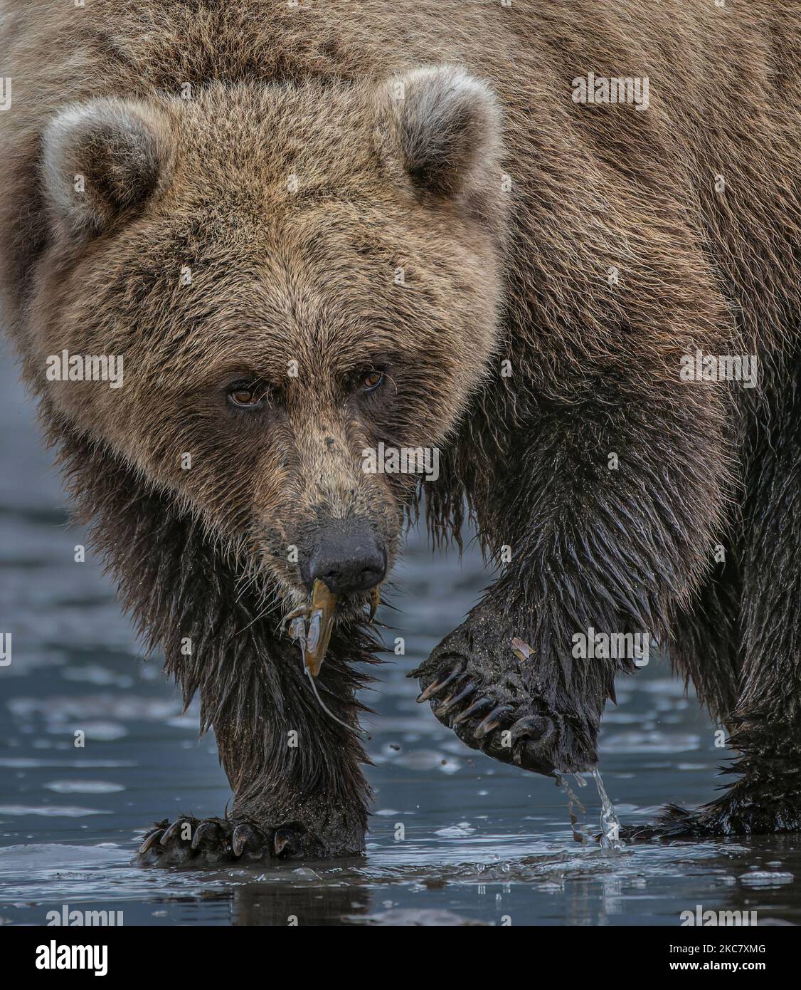 A wild Alaska Peninsula brown bear eating a razor clam in the water in daylight Stock Photo