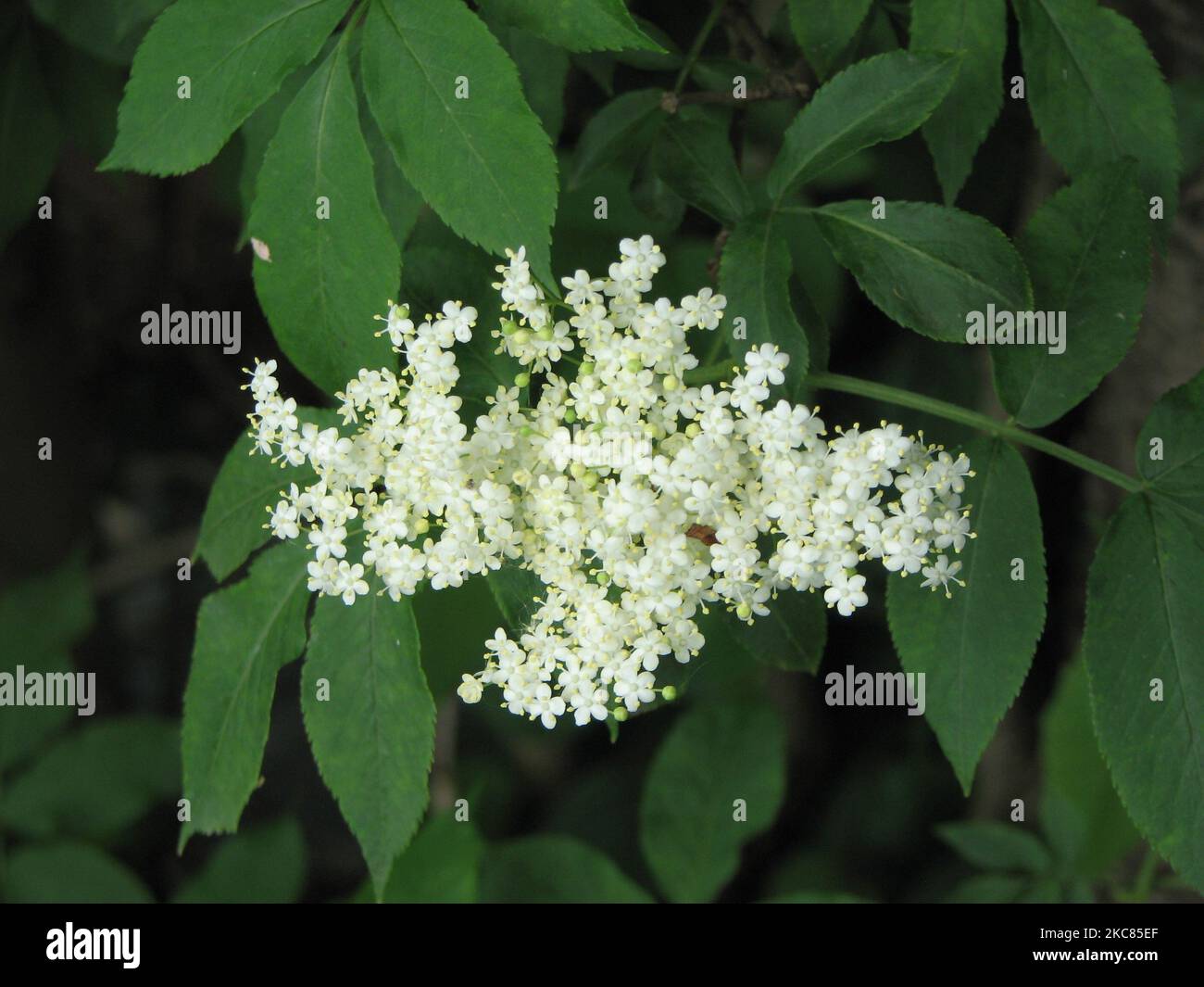 A white elderberry tree in blossom Stock Photo Alamy